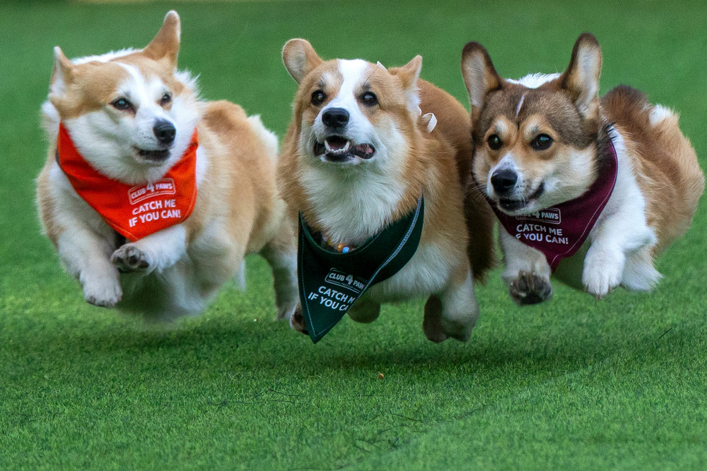 Corgis run, bark and sniff their way to glory at a growing international race