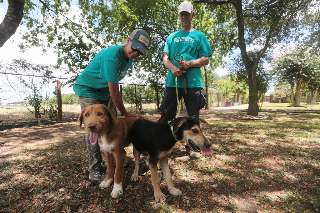 Concerns about the New World screwworm have put Texas pet adoptions on hold