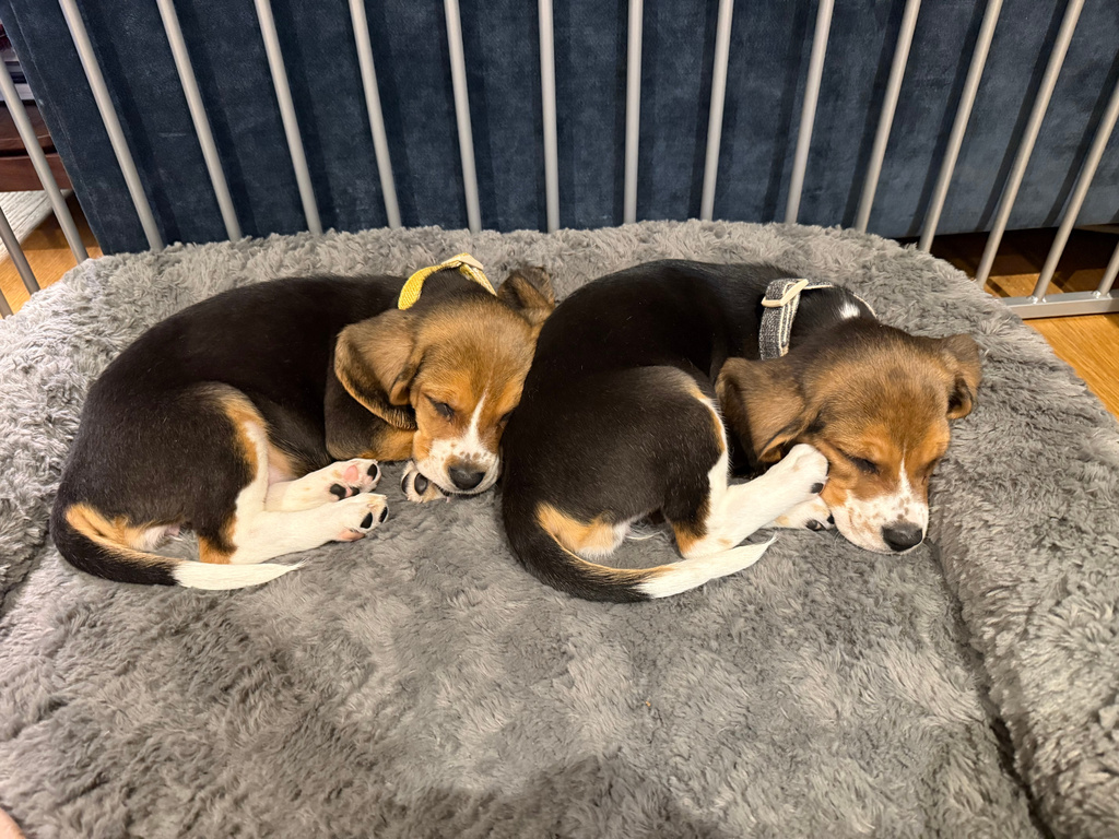 Gene-edited beagles may offer a future option for people with dog allergies