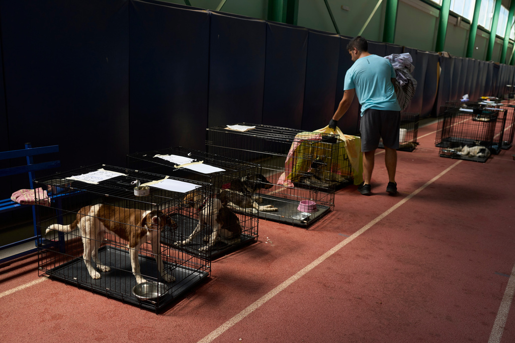 Wildfire near Athens leaves rescuers scrambling to reunite hundreds of animals