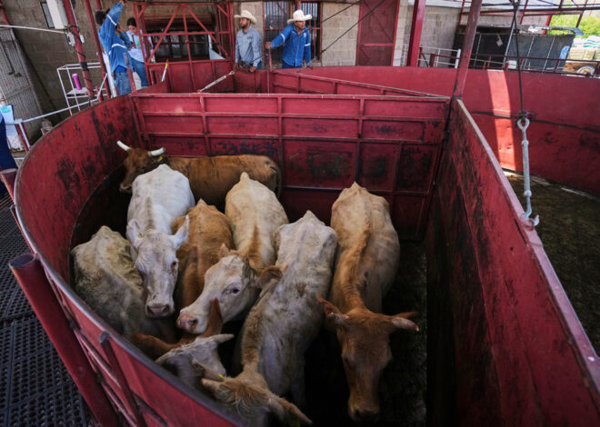 Economists don’t expect reopening the US to Mexican cattle imports to reduce high beef prices