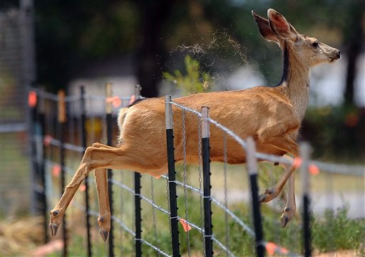 Opponents fear hunting rights Prop 302 could endanger Colorado wildlife