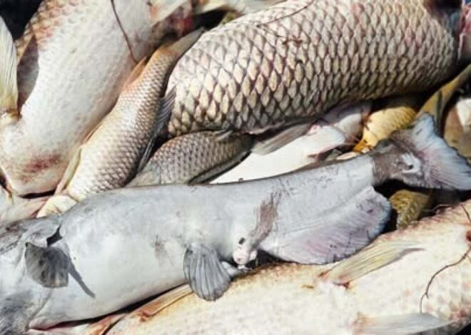 Massive fish kill at St. Vrain park due to oxygen depravation caused by hot weather, officials say