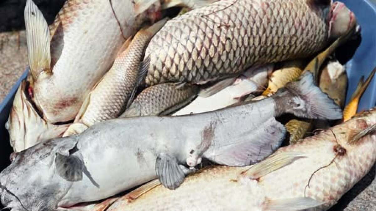 Massive fish kill at St. Vrain park due to oxygen depravation caused by hot weather, officials say