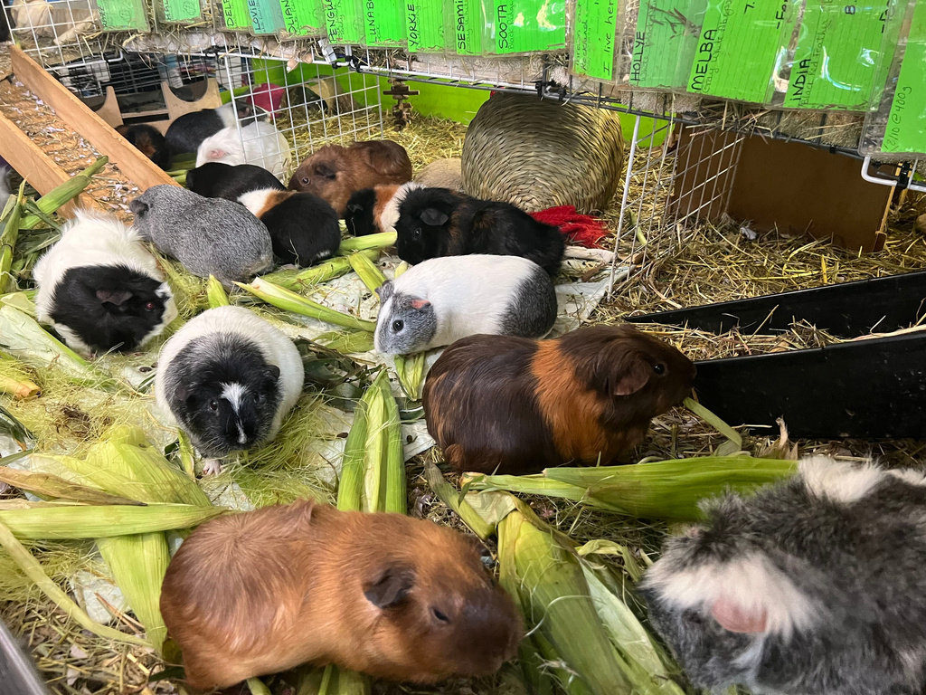 Hundreds of guinea pigs fill Massachusetts sanctuary with squeals, purrs and lots of love